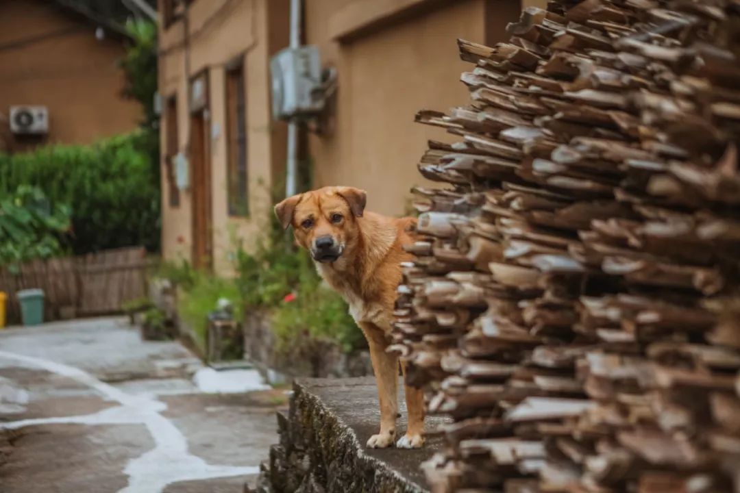 金华小九寨风景区,小九寨原始森林半日游