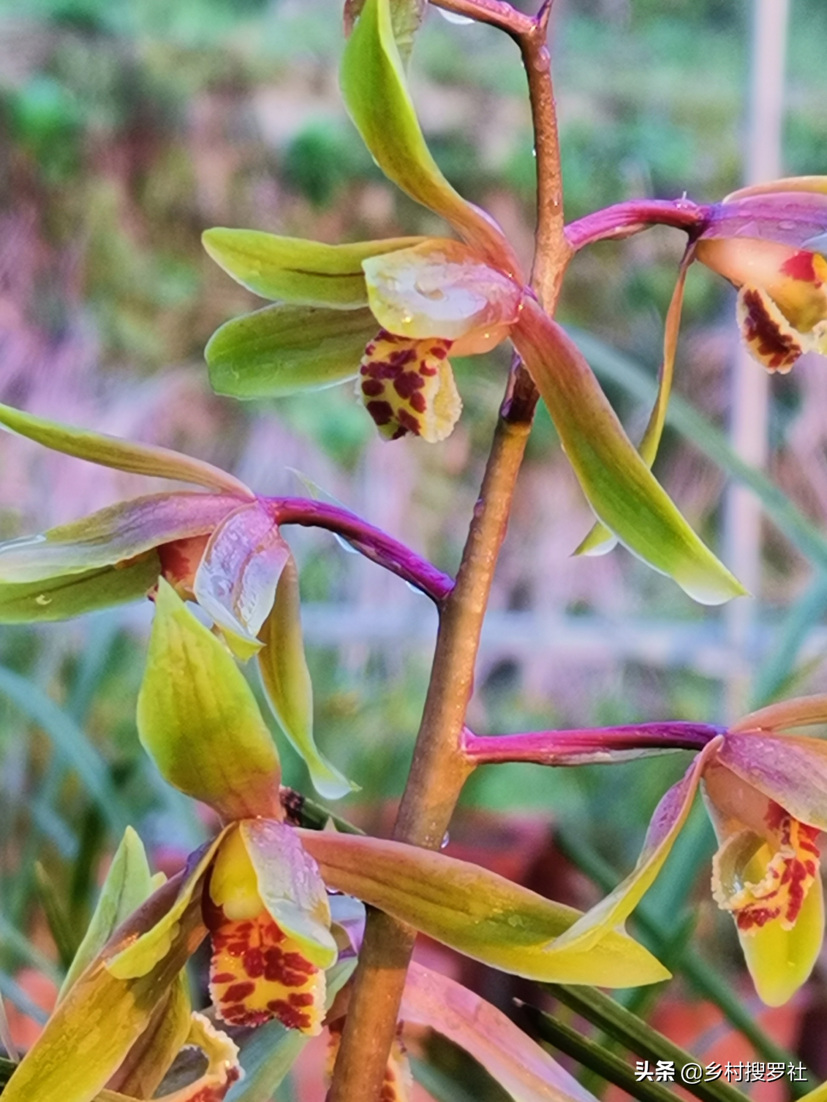 养兰怎么样才能走向成功之路,欢迎兰友交流探讨养兰知识