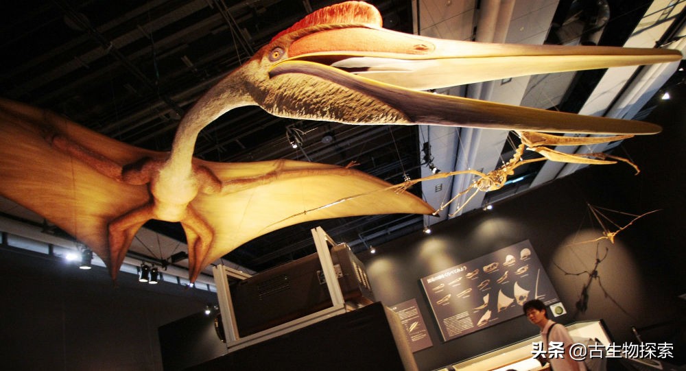 加拿大翼龙图片,加拿大发现恐龙化石