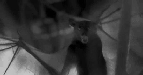 蚊子灭蚊神曲,驱蚊神曲2首