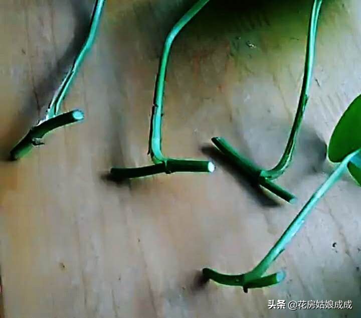 教你几个小技巧让绿萝枝繁叶茂,陪伴了多年的绿萝依旧枝繁叶茂