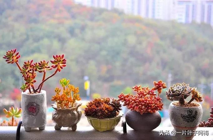 哪些多肉适合养老桩?多肉老桩摆窗台最精致了,看一眼就忘不了
