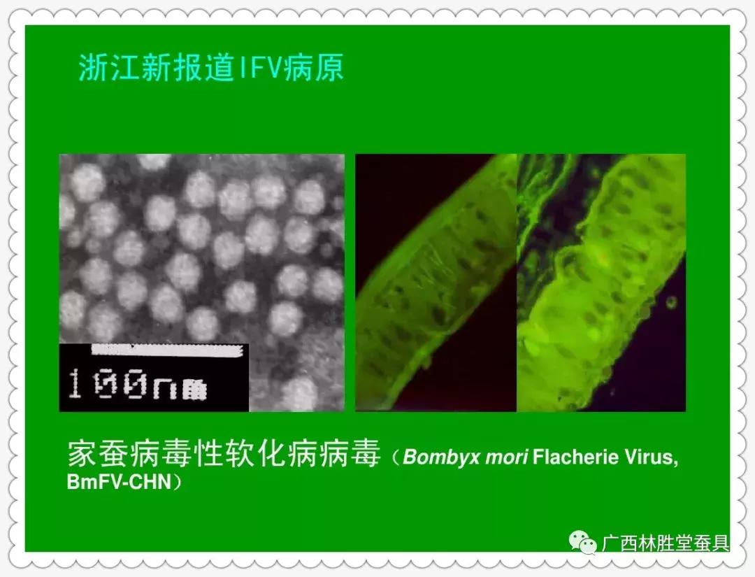 蚕脓病毒怎么彻底消灭,怎样防治脓蚕