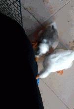 搞笑视频,搞笑动图gif兔子