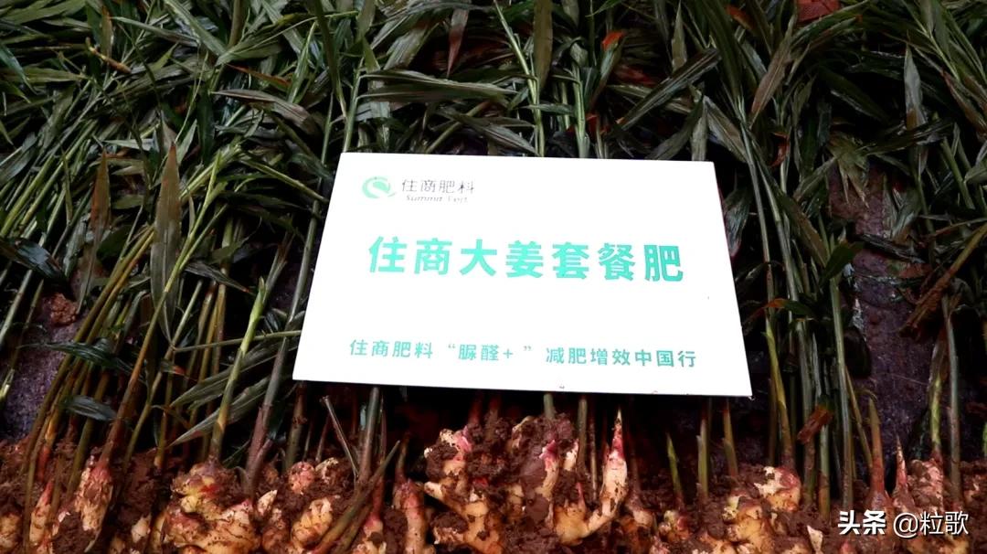 住商肥料“脲醛+”减肥增效中国行:大姜“吃”套餐