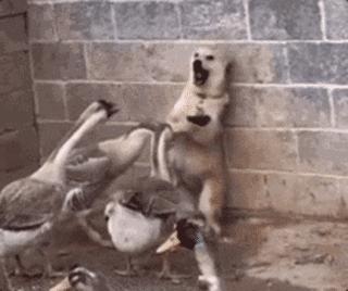 当“村霸鹅”前往英国，会不会有另一副景象？鹅：现在请叫我国霸