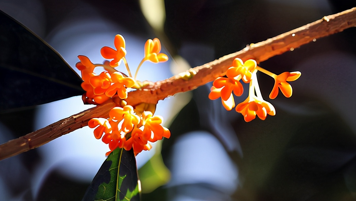 鼠男孩名字洋气有涵养2020,霸气男孩名字大全2020属鼠