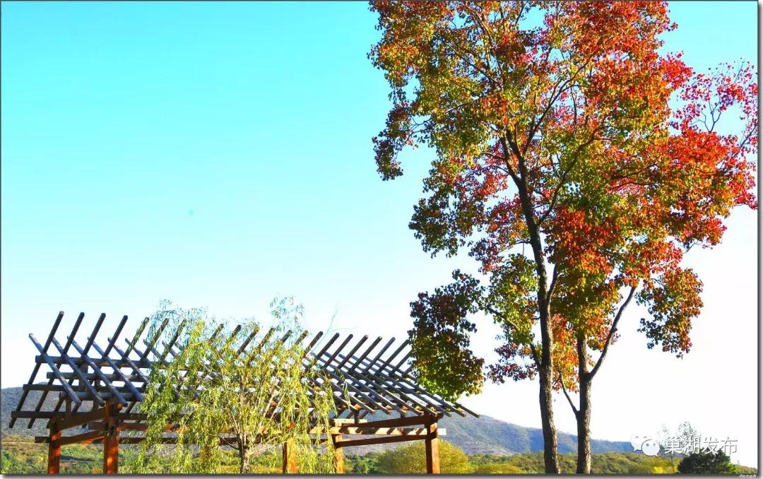 巢湖市半汤,半汤怎么做