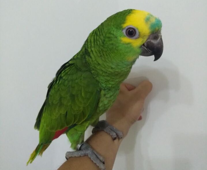 亚马逊鹦鹉为什么成了很多养鸟人得不到的鹦鹉梦？