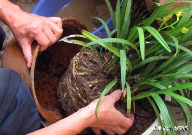 养花营养土小妙招,盆栽养花一定要用营养土