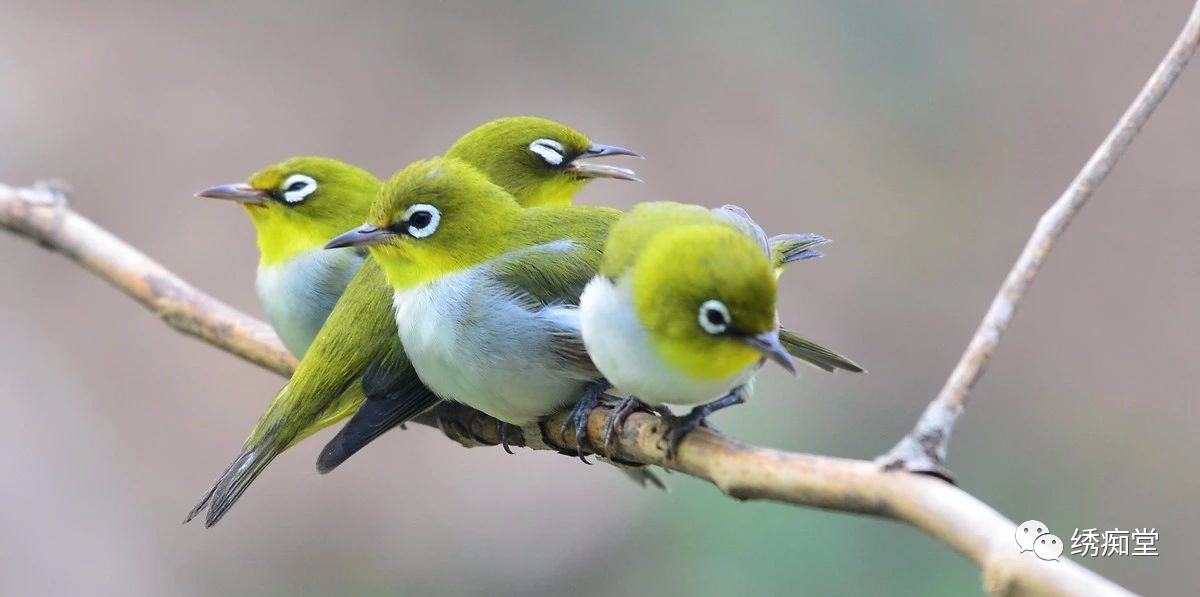 绣眼鸟训练方法,世界第一绣眼鸟