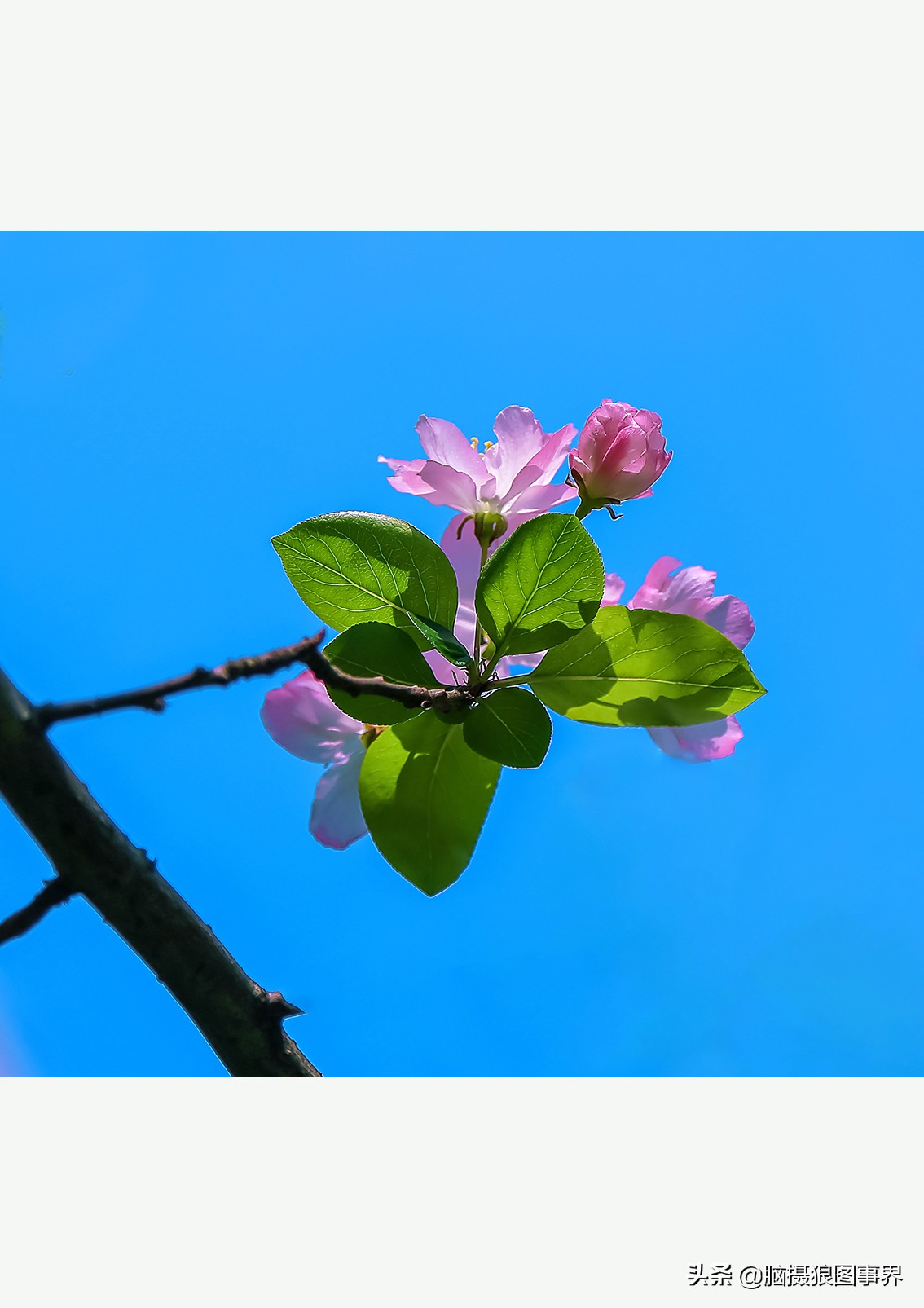 佳能24105红圈镜头测评,佳能24105红圈镜头价位