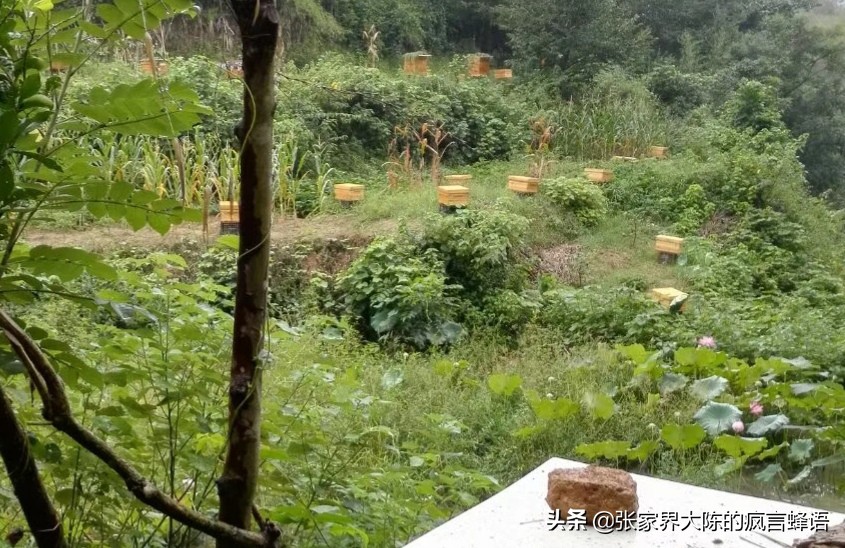 吃土蜂蜜鲜为人知的内幕值得一看,关于土蜂蜜你到底了解多少