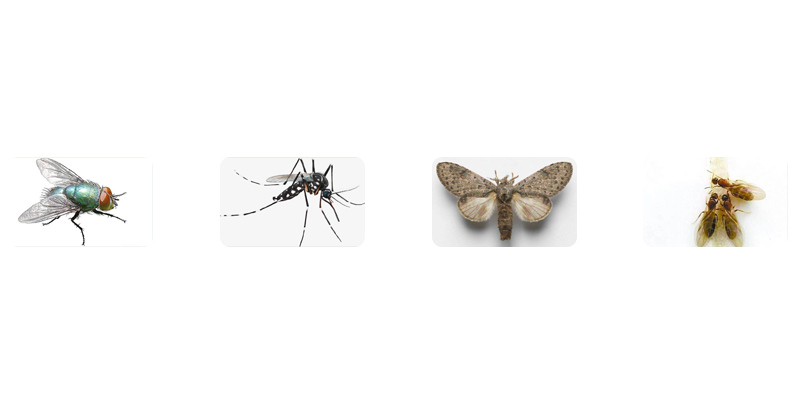 虫害是否严重也是有很大的关系的,关于虫害问题你有什么想了解的