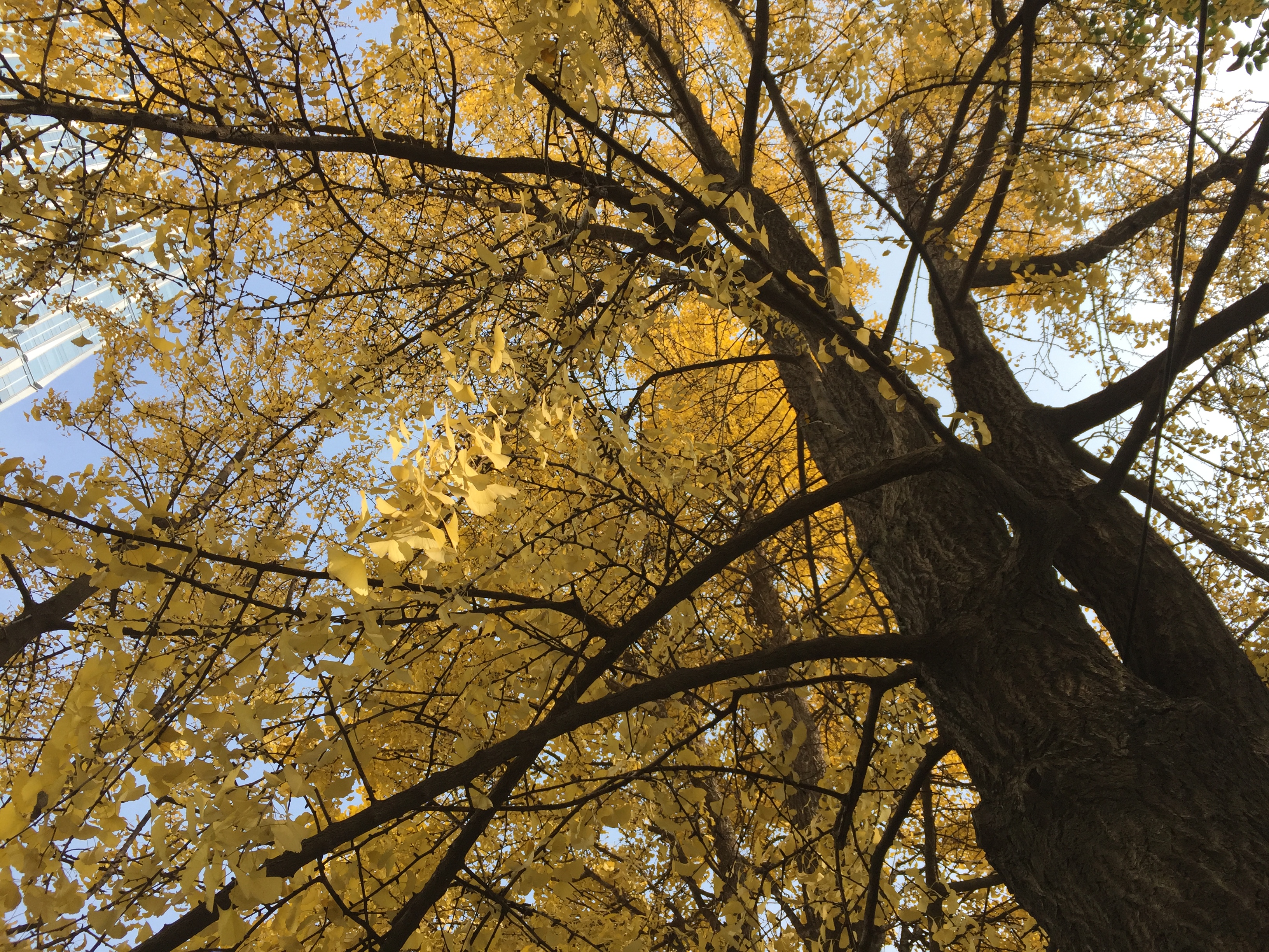 成都的银杏几月份最佳观赏期,成都银杏观赏指南