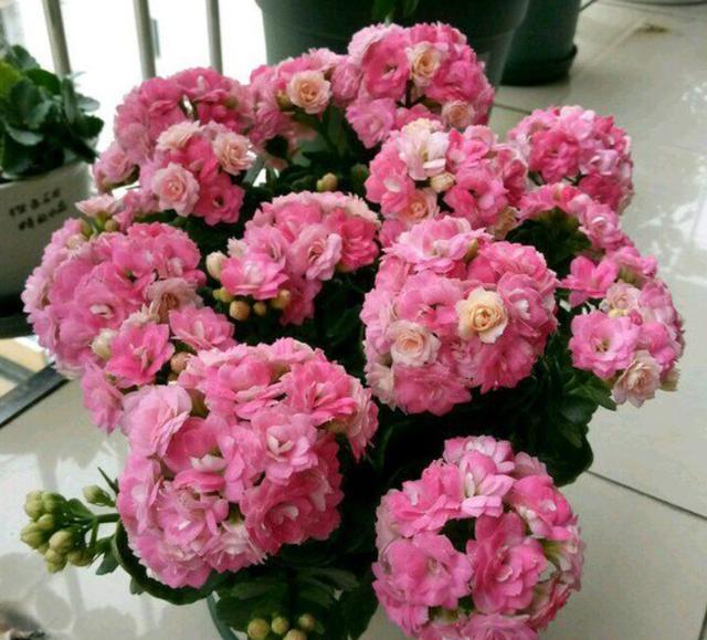 春节寓意最好的花,春节必买的5种花