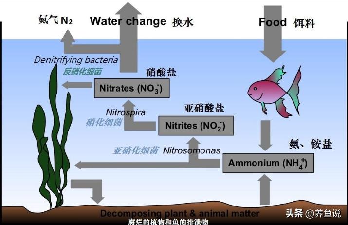 鱼缸水质不好怎么处理,鱼缸水质不好怎么净化