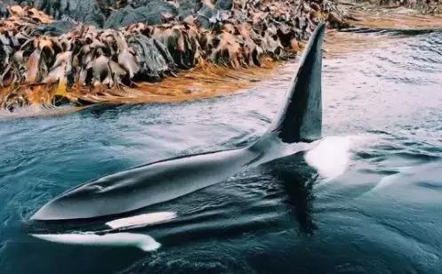 小飞象真实事件,小飞象的真实故事