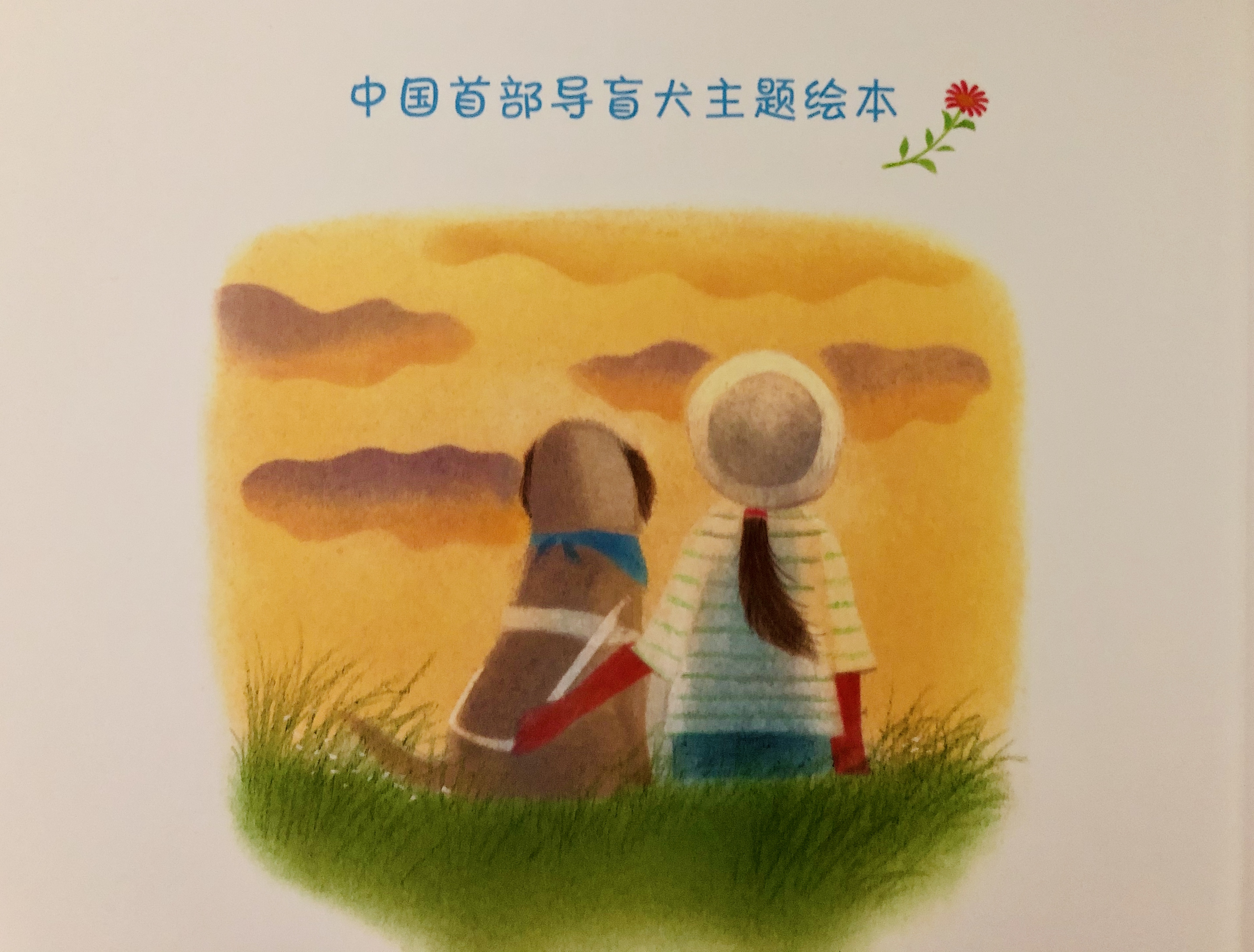 导盲犬的一生五个特征,导盲犬的生命历程回顾