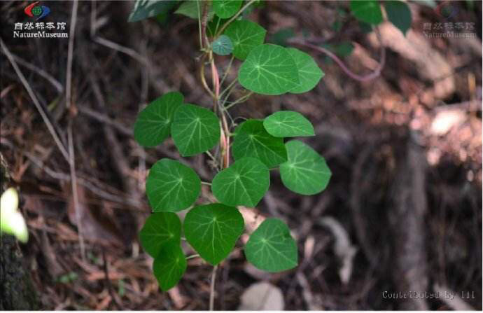 雅丽千金藤,雅丽千金藤介绍