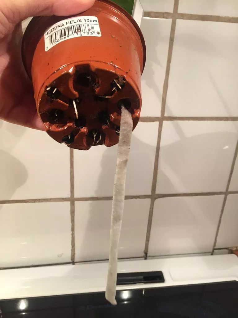 汽水瓶做花盆大全,油瓶自制懒人花盆自动吸水