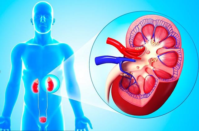 一喝水就尿多是肾脏出问题了吗,一喝水就尿多是肾好还是不好