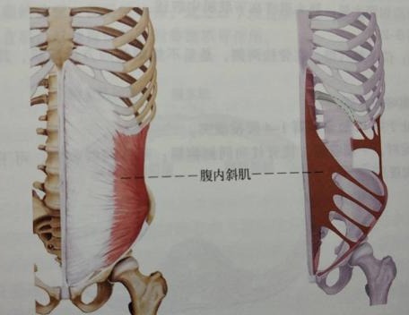 五个动作七天练出马甲线,每天坚持做六个动作瘦全身