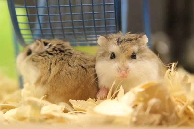 宠物仓鼠咬人流血了怎么办,仓鼠咬人伤口一般什么样子