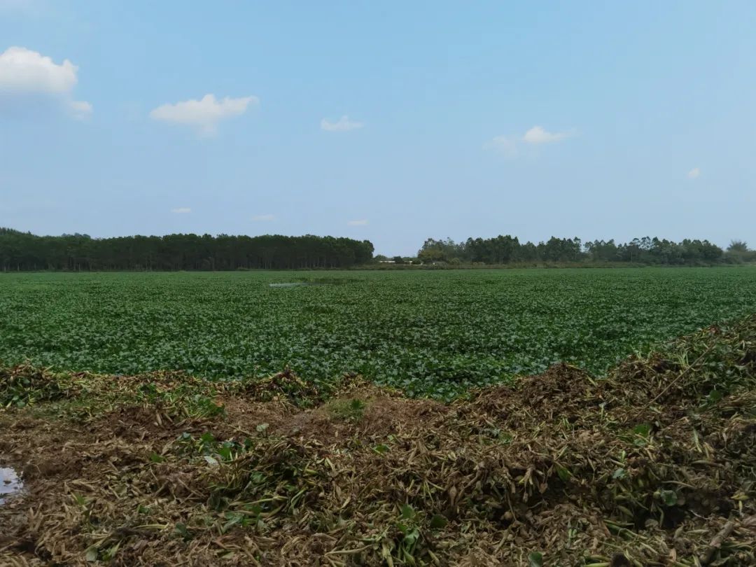 对水浮莲开战阳春清漂任务84万平方米，每天至少清漂8万平方米