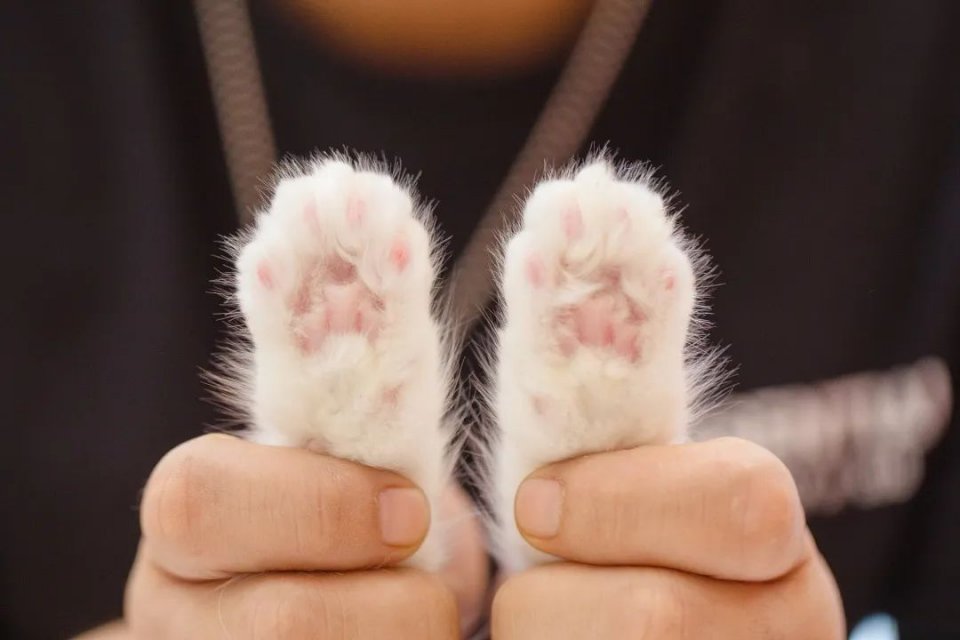 仙女猫专卖店介绍,仙女猫专卖店一览表