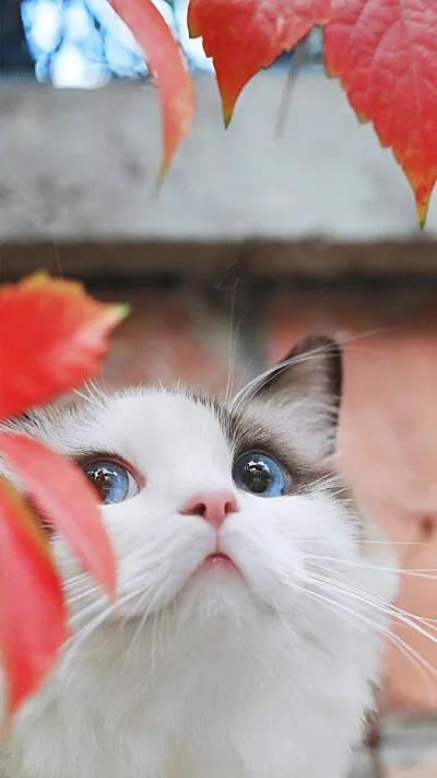 喵星人降温了,喵星人生病了