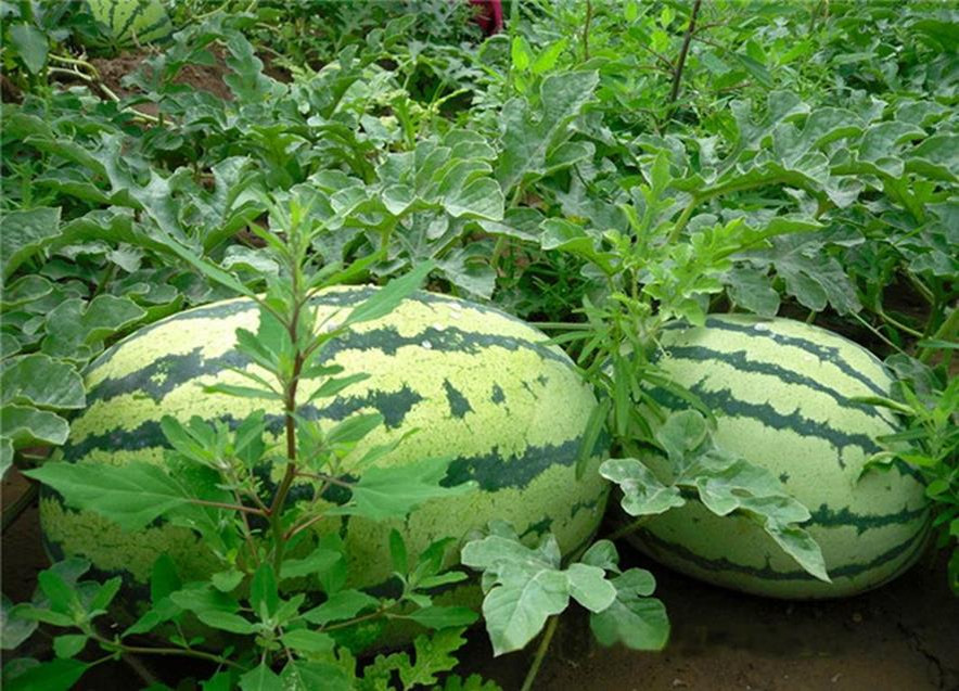 百种味道的果子,百种果实图片