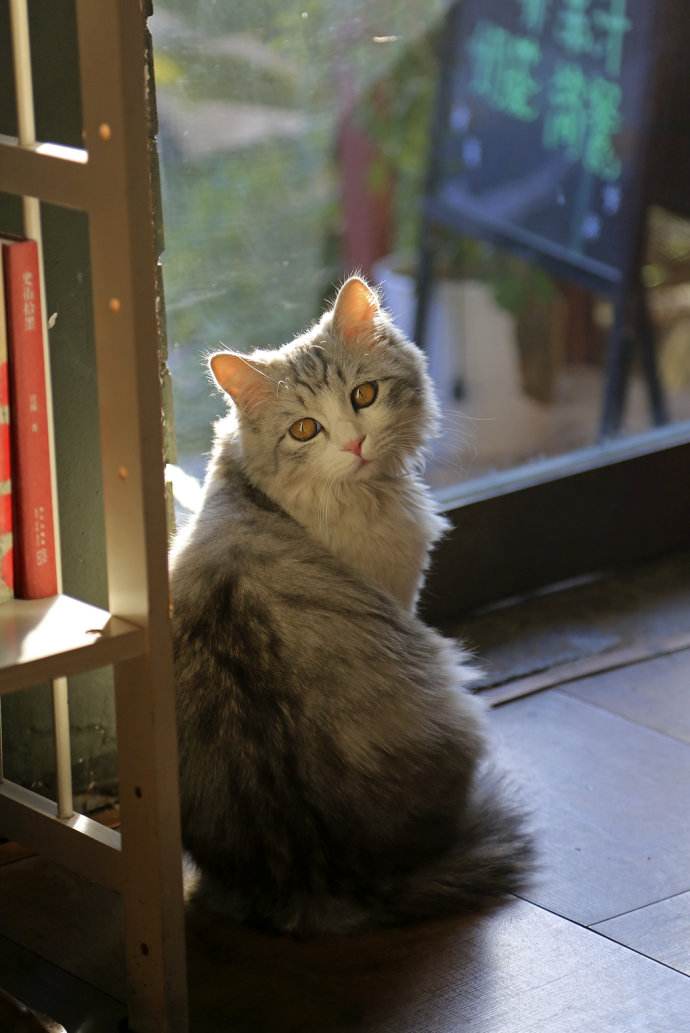 猫咪怎么学会开门帘,怎么教猫咪开防盗门