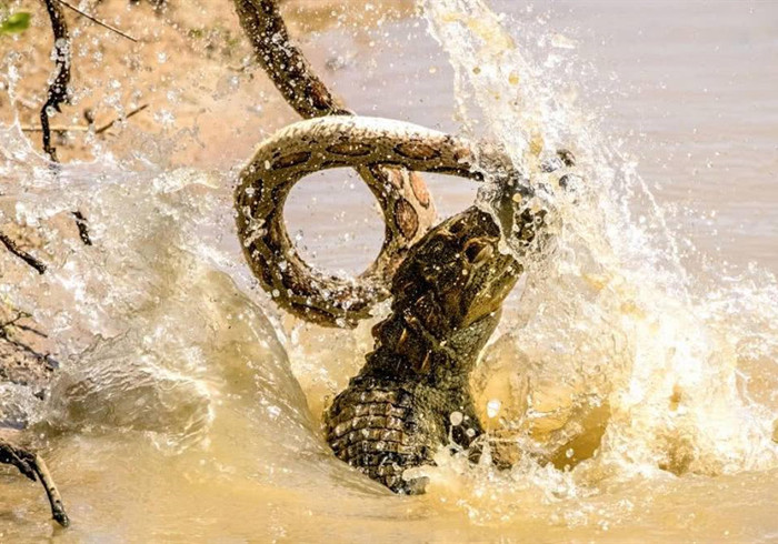 狗狗换牙会掉多少颗牙,狗换牙原来的牙齿没掉怎么办