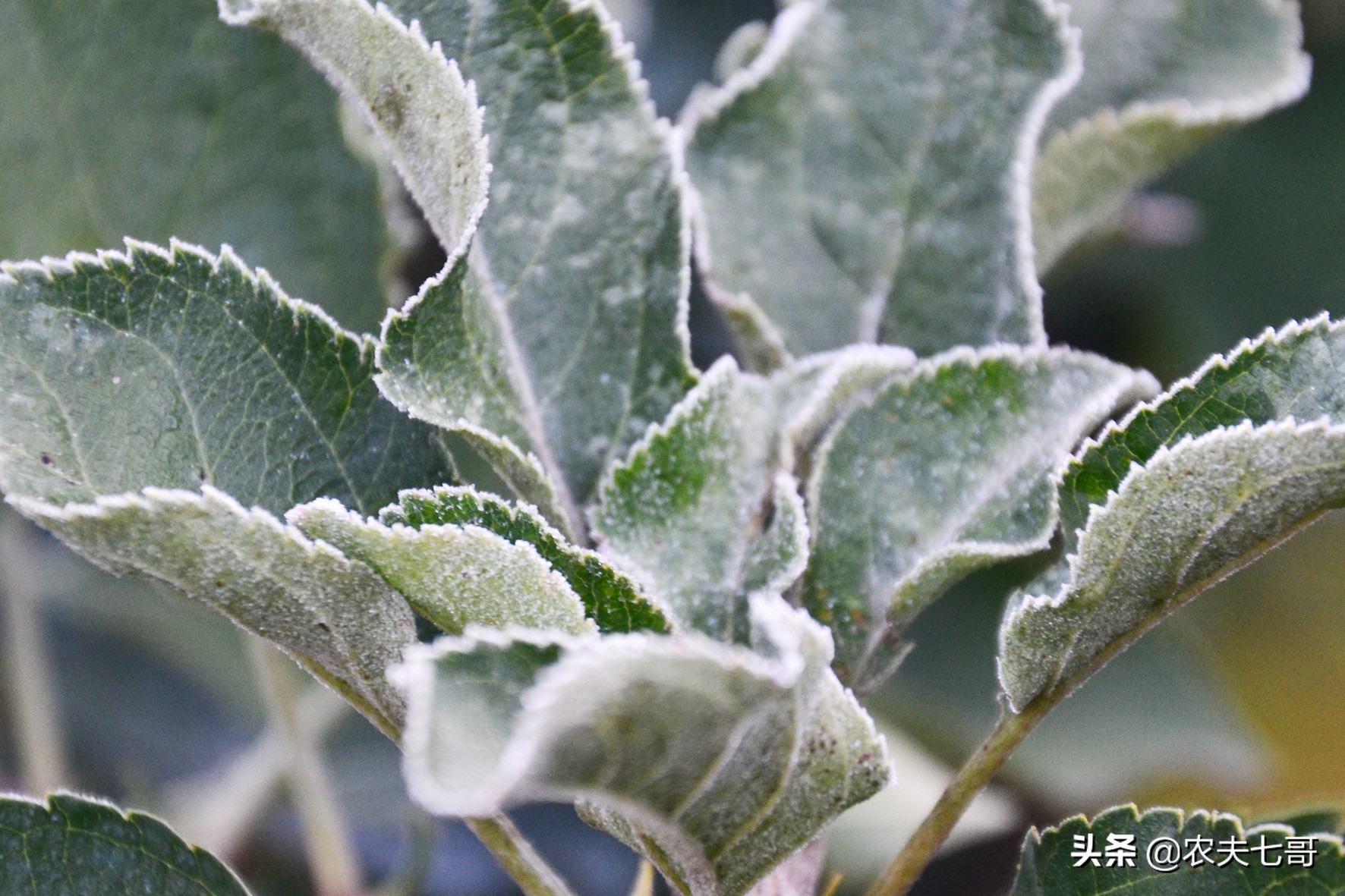 苹果整体提高亮度方法,苹果品质提升
