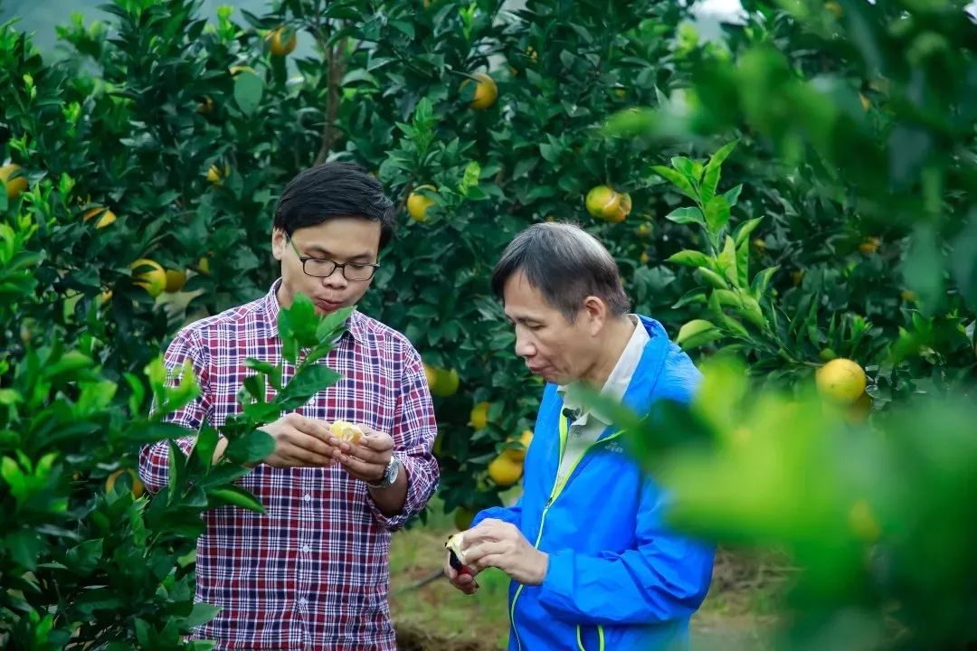 守着20000亩橙子园，他说：一年好景君需记，最是橙黄橘绿时