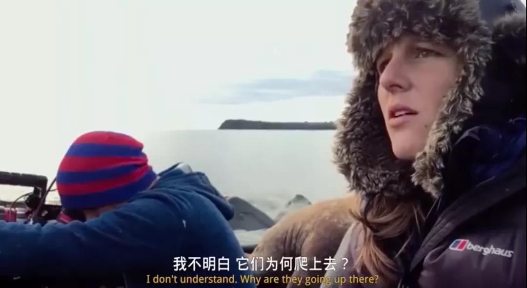 海象为何集体跳下悬崖全过程,海象集体坠崖有改善吗