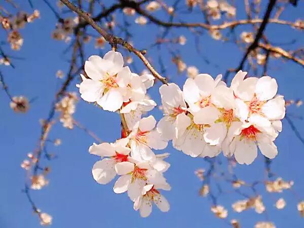 疆果福巴旦木,疆果儿酸奶巴旦木