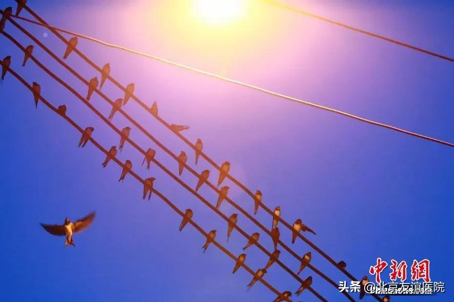 【友谊科普】桃胶、雪燕、燕窝真的是“美容养颜圣品”吗？北京友谊医院营养科医生这么说