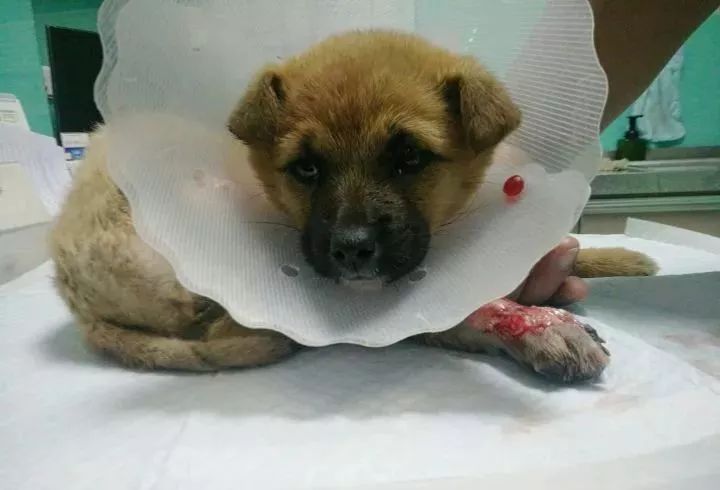 狗狗后腿截肢只能从关节截肢吗,医生说要截肢是什么意思