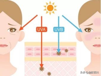 胶原蛋白含量高的鱼胶,鱼胶百科