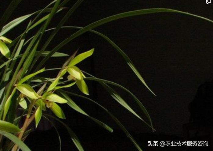 兰花识别,兰花识别看叶方法