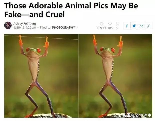 真正的摄影艺术，不是把猫绑在绳子上扔着飞起来