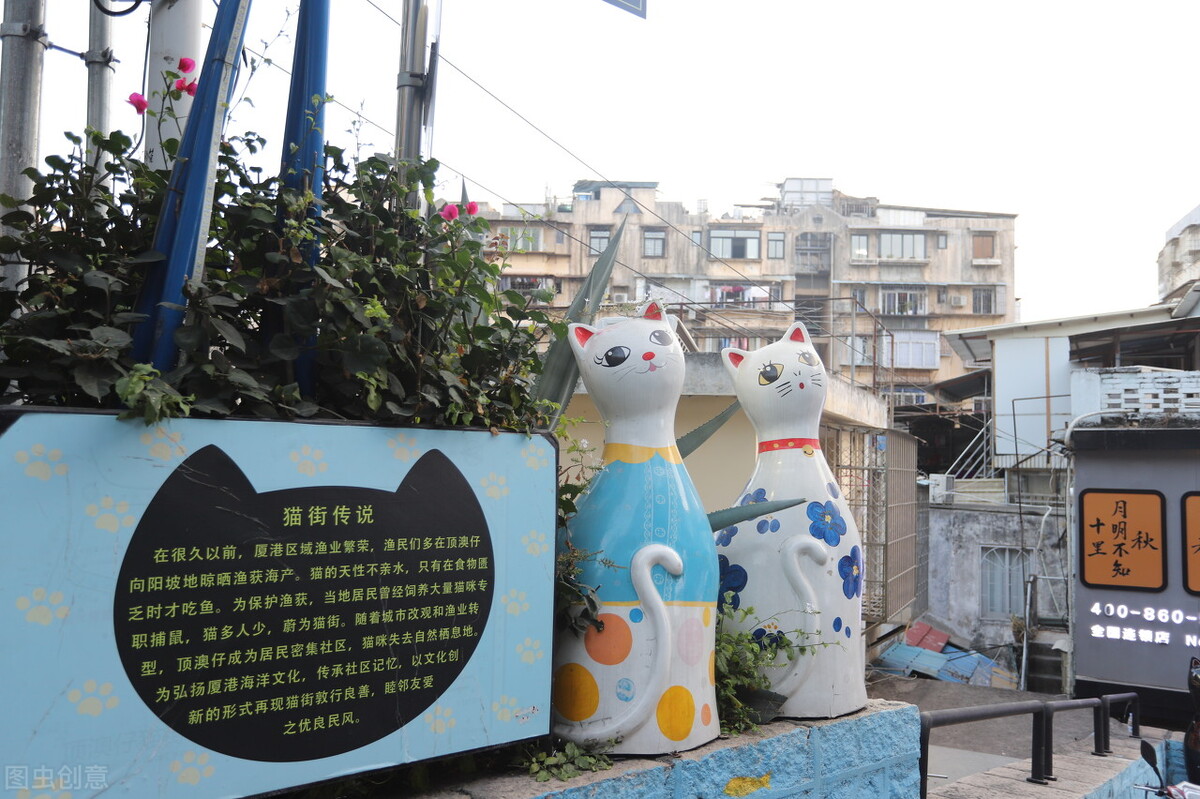厦门顶级猫街介绍,厦门猫街值得去吗