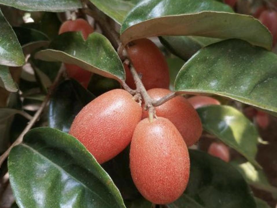 农村山谷下,有1种“羊奶果”,远处看像“西红柿”,珍贵,值钱