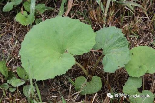 “瘟疫连三月厕纸抵万金?”抢购背后是恐慌