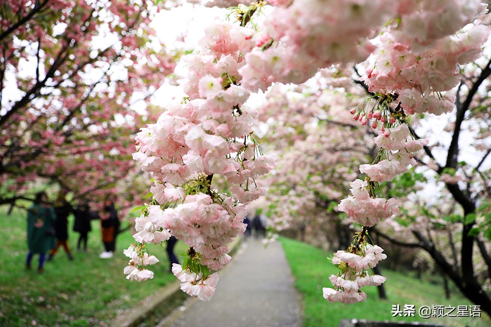 十里樱花十里尘,十五个赏樱地,赴一场樱花之恋