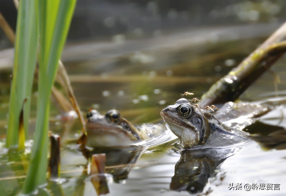 蚊子诗精选三十六首莫恨我心儿毒，只因你口儿馋