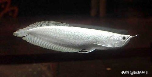 食用鱼当观赏鱼,国外观赏鱼食用鱼