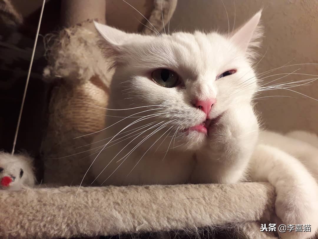 养活一只猫容易吗,宠物猫咪如何饲养才好养